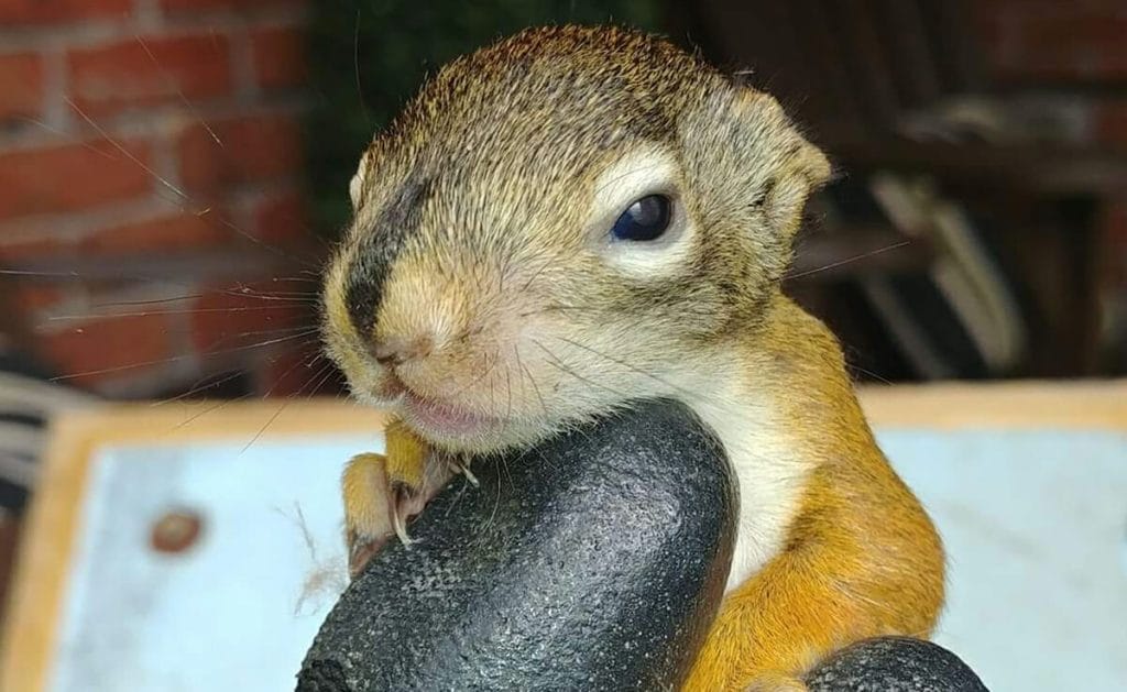 baby squirrels video