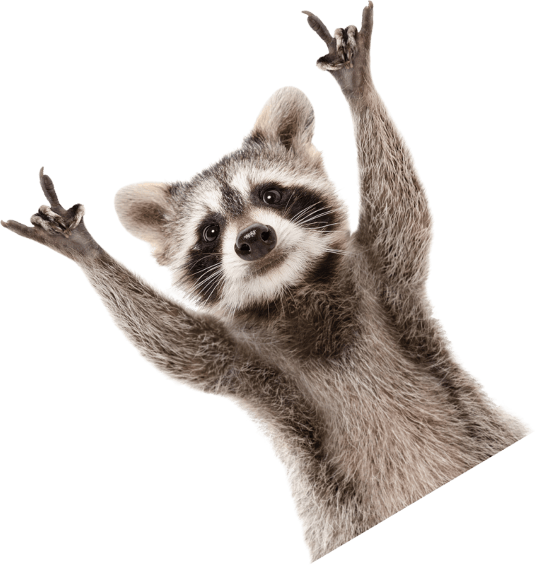 raccoon hands up2