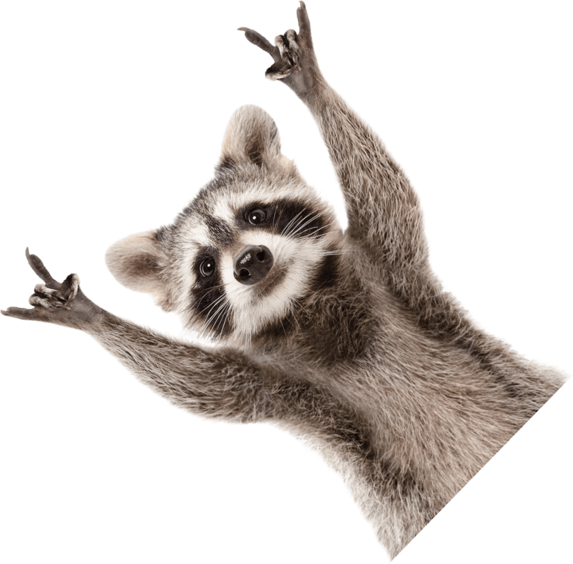 raccoon hands up3 1 1 1 1 1
