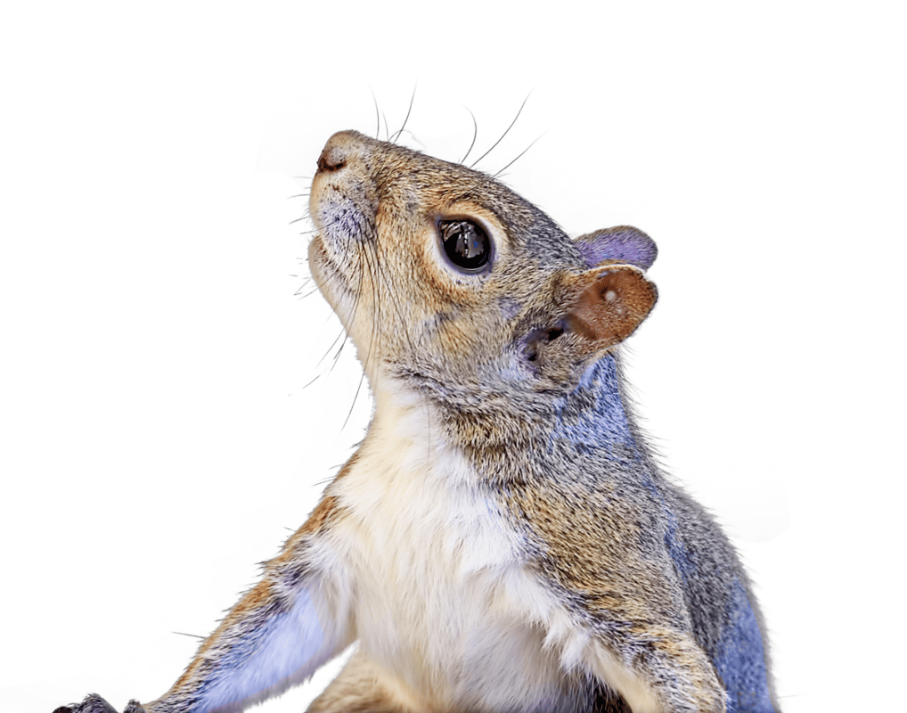 squirrel web2