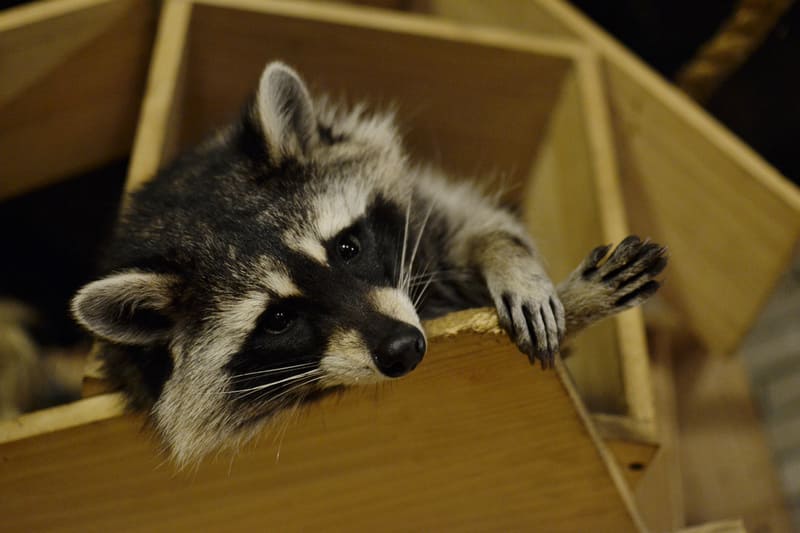 Raccoons don’t move along easily. That’s why you want to work with an experienced Hamilton racoon removal specialist.