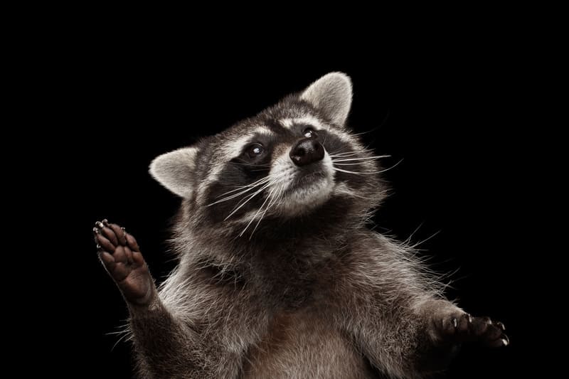 Guilty looking raccoon | | Bad Company Wildlife Eviction Guilty-looking raccoon who has probably invaded someone’s home or privacy. Contact Bad Company Wildlife Eviction for rapid and effective raccoon removal!