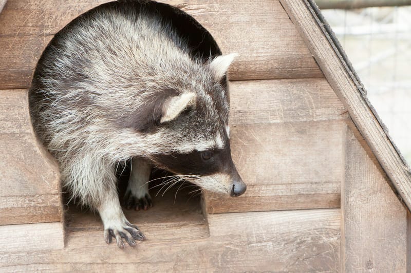 Raccoons can get into your home through the smallest of entrances. Proper raccoon removal means preventing them from getting back in.