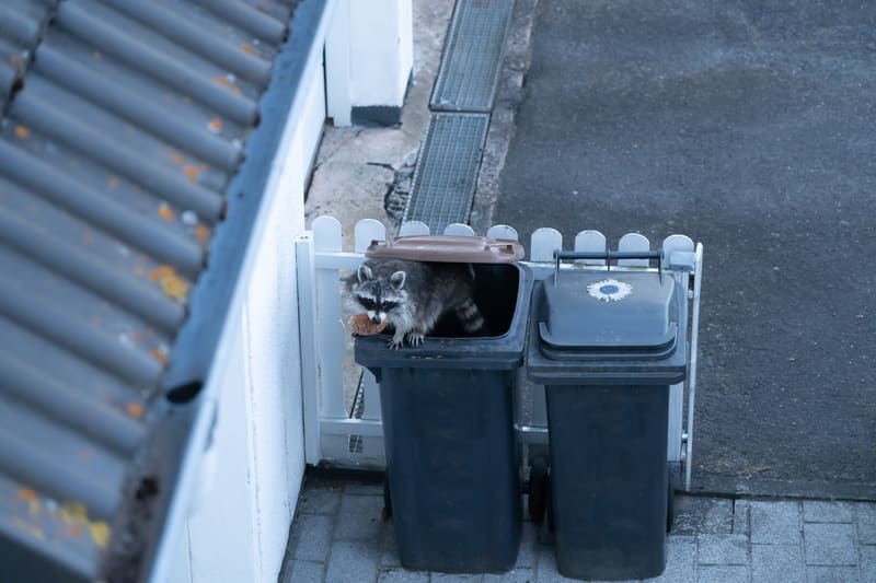 Raccoons love dumpster diving. This raccoon has found an old piece of bread in a garbage can.