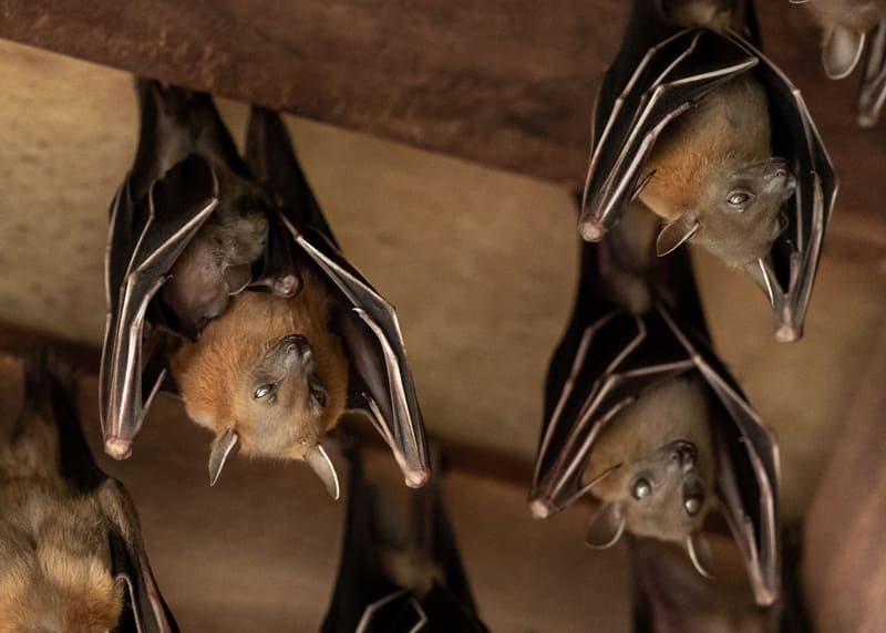 If bats have taken up residence in your home or property, Bad Company Wildlife Eviction Specialists offers safe and humane bat removal services.