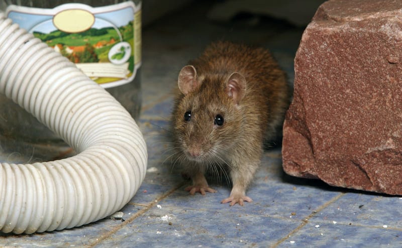 Rats love to set up house anywhere- including your home!