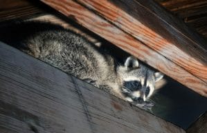 Scratching sound coming from my attic area