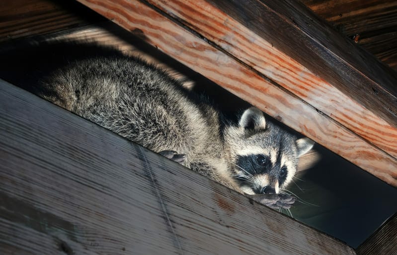 Are squirrels, raccoons, and other critters taking up residence in your home this winter? Bad Company Wildlife Eviction explains how to tell if you need humane wildlife removal.