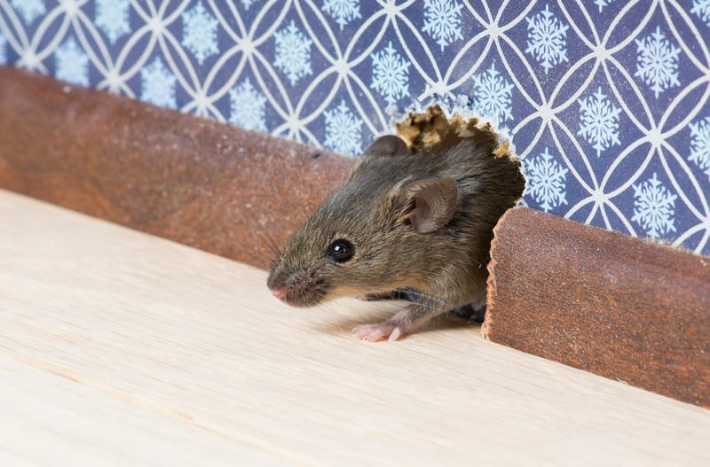 Are you seeing signs of mice? You may need humane wildlife removal in Hamilton!