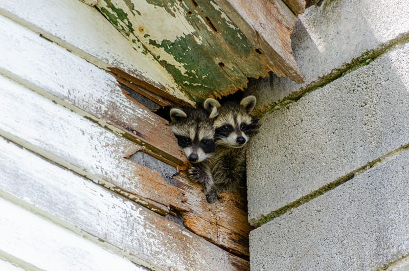 Hear scratching or scurrying in your attic? Raccoons may have moved in!