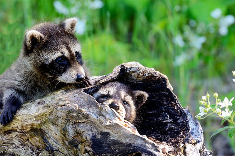 The raccoon baby season is here in April! Read this wildlife blog to learn what you can do to keep your property safe.