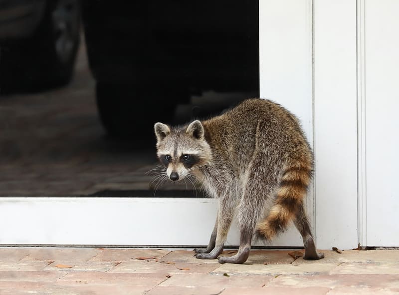 Learn how you can keep wildlife away from your home when the warm weather hits.