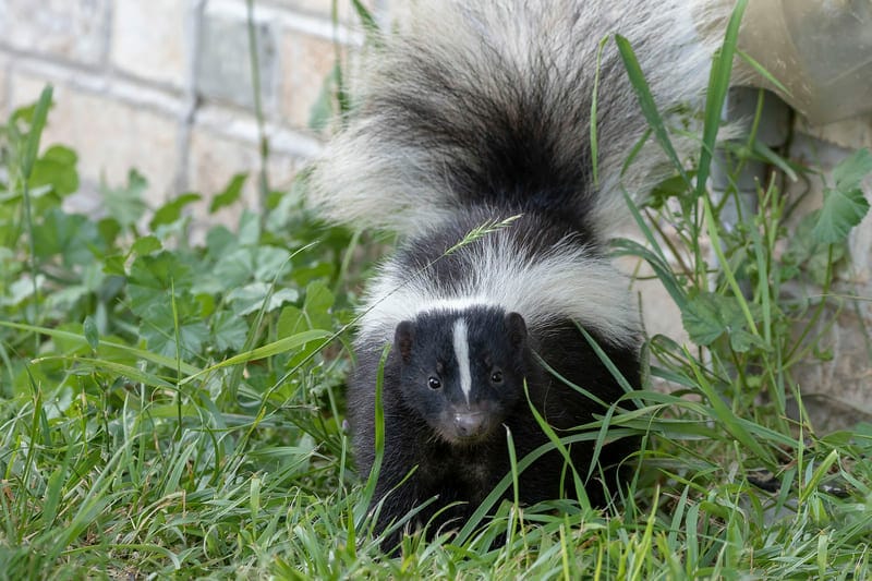Call for humane skunk removal services when you notice them on your property.