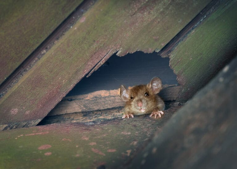 How To Get Rats Out Of Your Home The Humane Way Bad Company Wildlife Eviction