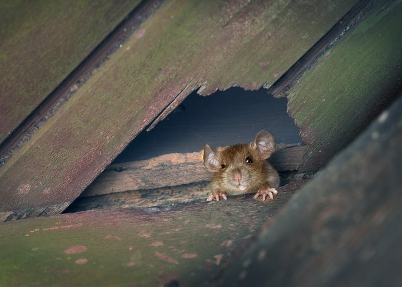 If you’re wondering how to get rats out of your home without harming them, a wildlife eviction company can help.