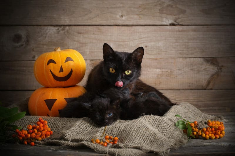 Animals That Symbolize Halloween: The Good, The Bad, And The ...