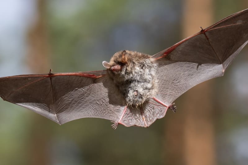 If you need bat removal in Ontario, Bad Company Wildlife Eviction offers humane and effective eviction services.