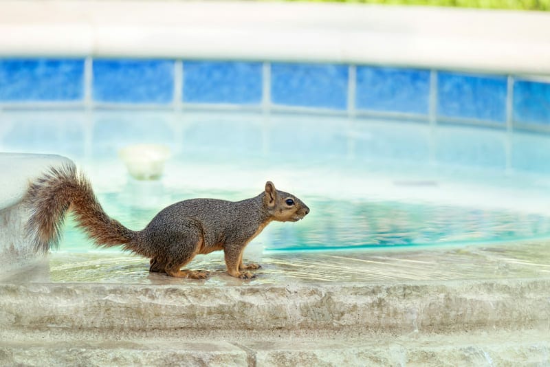 Bad Company Wildlife Eviction responds to the question “How do I keep wildlife out of a pool?"