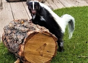 DIY skunk removal is not necessarily the way to go. Learn more about humane wildlife removal instead.
