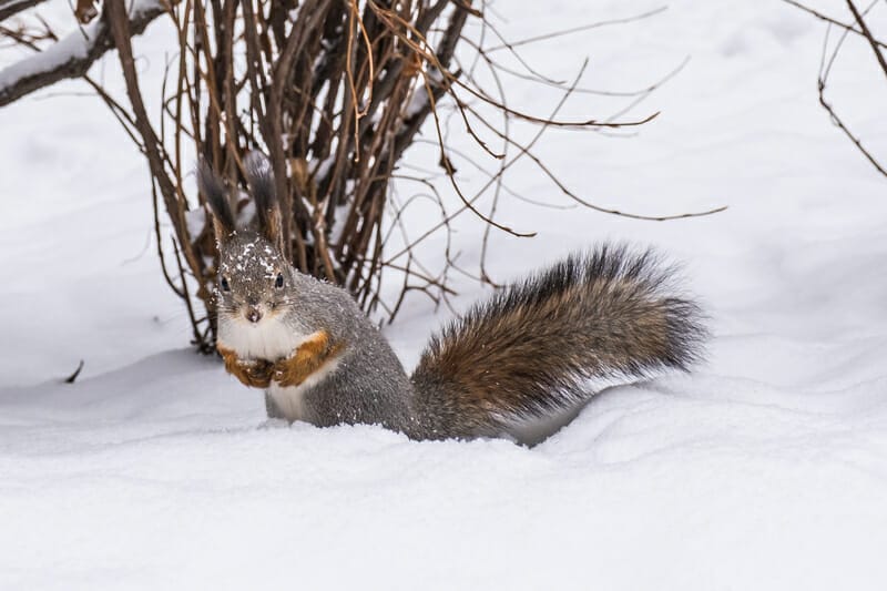Keep wildlife out of your home this winter with a few easy tips!